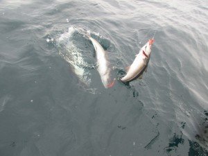 IMG_2530-800x600