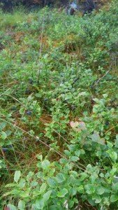 IMG_20170802_195812