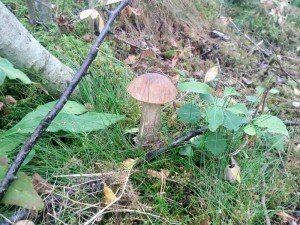 IMG_20170830_104141-800x600