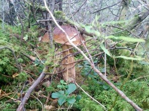 IMG_20170830_111100-800x600
