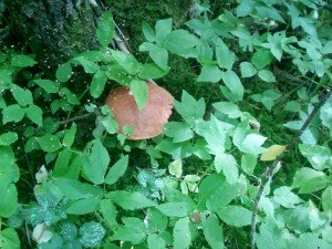 IMG_20170830_111819-800x600