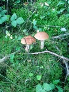 IMG_20170830_114647-600x800