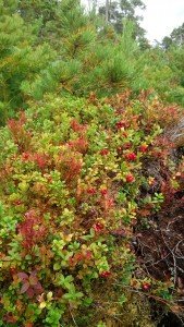 IMG_20170830_152631