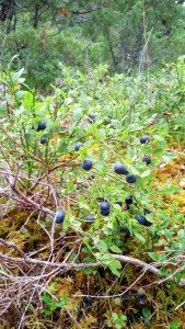 IMG_20170830_154705