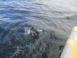 IMG_3086-800x600