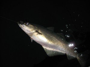 IMG_4411