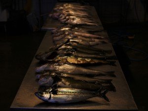 IMG_6235