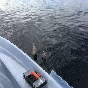 IMG-20170911-WA0001