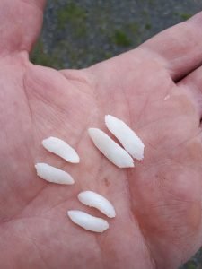 IMG-20170914-WA0012