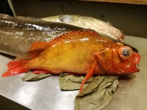 IMG-20170929-WA0000