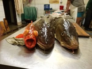 IMG-20170929-WA0019