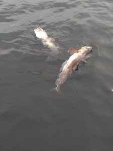 IMG_20170905_130554