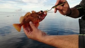IMG_20170914_173326-800x449