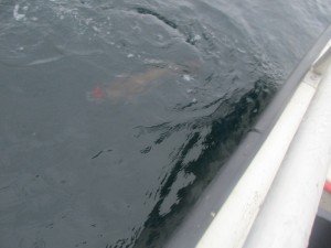 IMG_3282-800x600