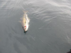 IMG_3283-800x600