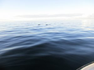IMG_3374-800x600