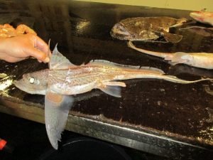 IMG_3397-800x600