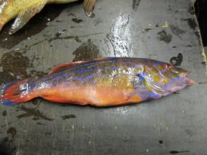 IMG_3401-800x600
