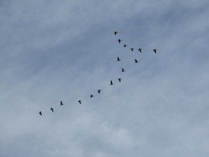 IMG_3880-800x600