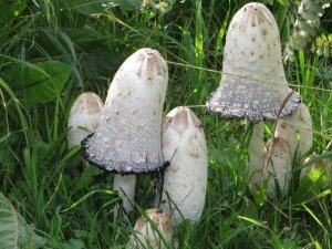 IMG_3898-800x600