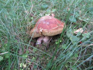 IMG_3903-800x600