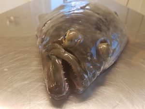 IMG-20171001-WA0004