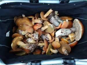 IMG-20171002-WA0004