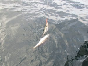 IMG_3591-800x600