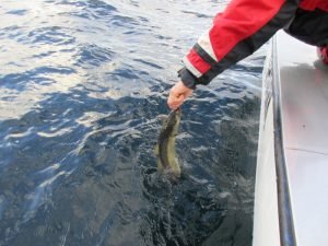 IMG_3610-800x600