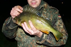 P9178150_2017-11-09_22_26_19