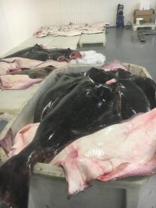 Halibut-prosinec