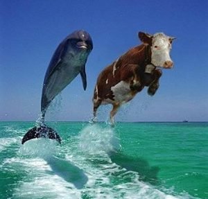 dolphins