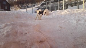 IMG_20180204_103952