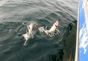 IMG_0168-800x558