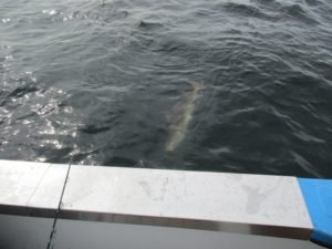 IMG_0284-800x600