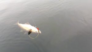 20180529_102829