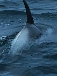 IMG-20180514-WA0006