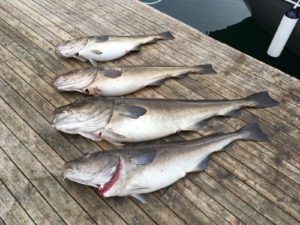 IMG-20180522-WA0003