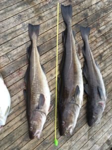 IMG-20180522-WA0004