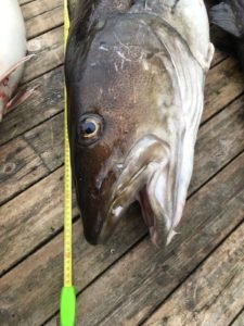 IMG-20180522-WA0005