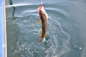DSC_0279-800x534