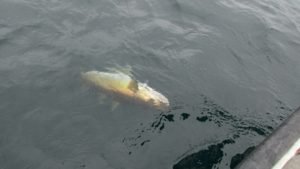 IMG_0585-800x450
