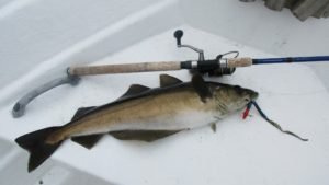 IMG_0590-800x450