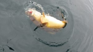IMG_0629-800x450