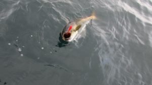 IMG_0642-800x450