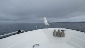 IMG_0667-800x450