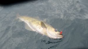 IMG_0669-800x450