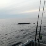 39744842_1821102167925046_1253761882108461056_n-800x600