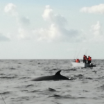 39777185_308760303007880_7117840044559171584_n