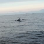 39811500_1036228316585462_4578860940593725440_n-800x600